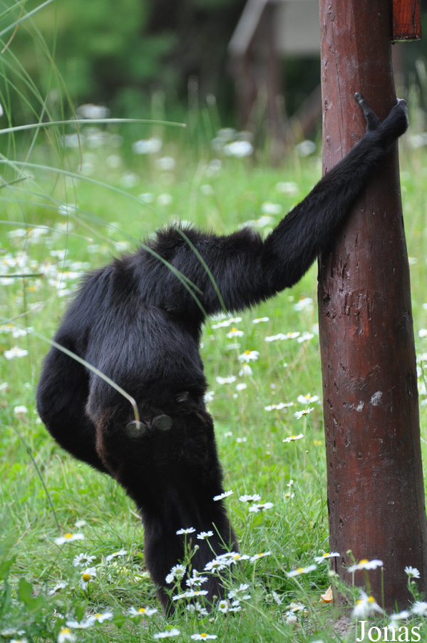 Fota Wildlife Park