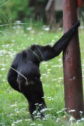 Fota Wildlife Park