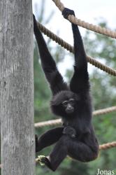 Fota Wildlife Park