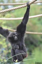 Fota Wildlife Park