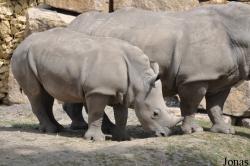 Dublin Zoo