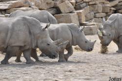 Dublin Zoo