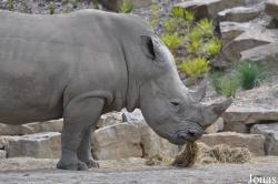 Dublin Zoo
