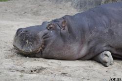 Dublin Zoo