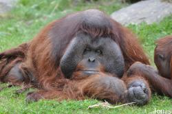 Dublin Zoo
