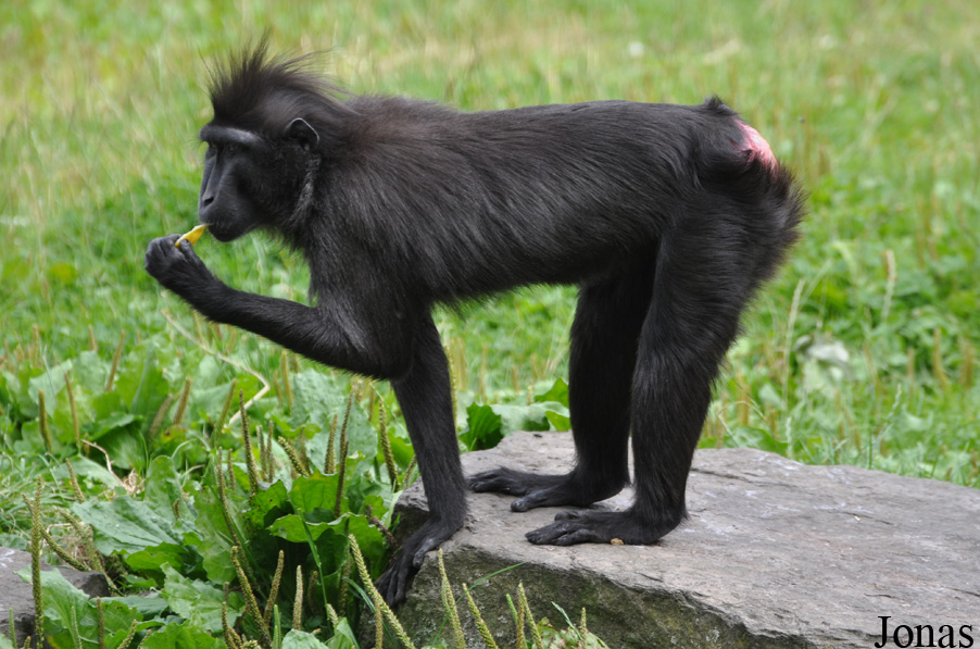 Dublin Zoo