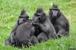 Dublin Zoo