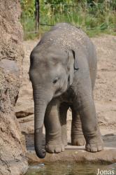 Dublin Zoo
