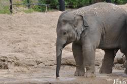 Dublin Zoo