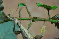Extatosoma tiaratum