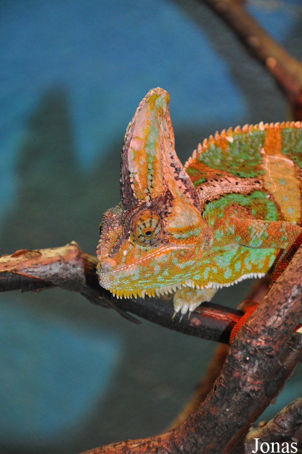 Dublin Zoo