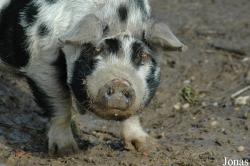 Cochon Kune kune