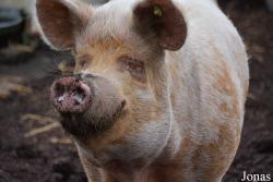 Cochon Tamworth