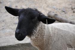 Mouton Suffolk