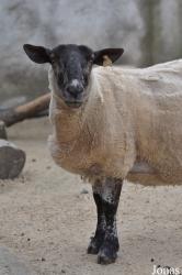 Dublin Zoo
