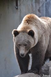 Skandinavisk Dyrepark