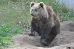 Skandinavisk Dyrepark