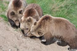 Skandinavisk Dyrepark