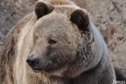 Skandinavisk Dyrepark