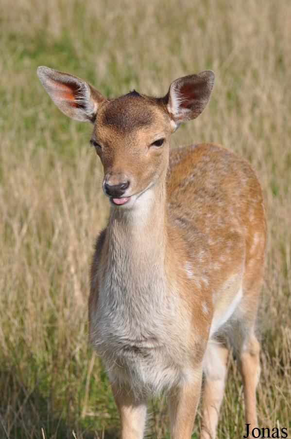 Skandinavisk Dyrepark