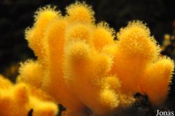 Alcyonacea
