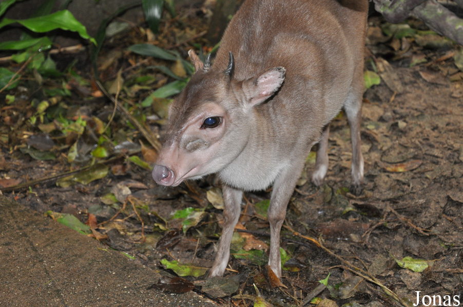 Randers Regnskov Tropical Zoo