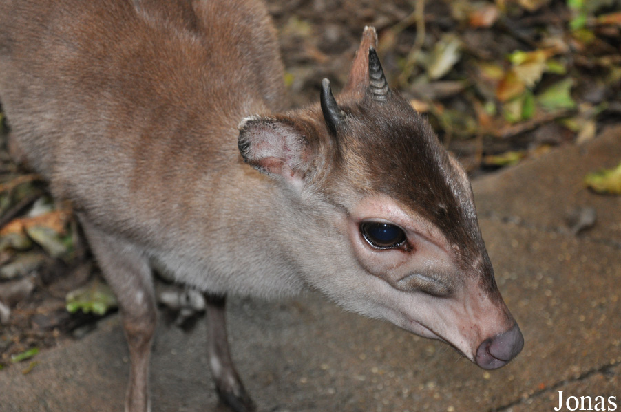 Randers Regnskov Tropical Zoo