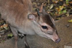 Randers Regnskov Tropical Zoo