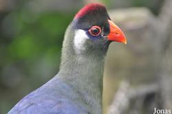 Randers Regnskov Tropical Zoo