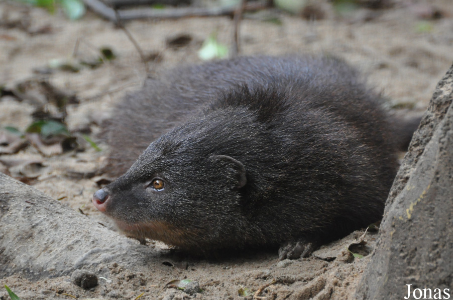 Randers Regnskov Tropical Zoo