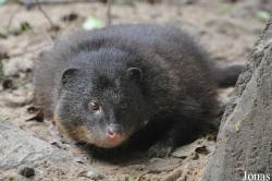 Atilax paludinosus