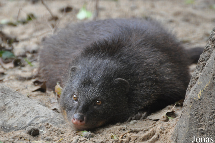 Randers Regnskov Tropical Zoo