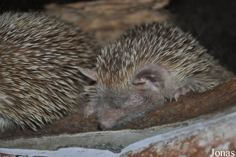 Randers Regnskov Tropical Zoo