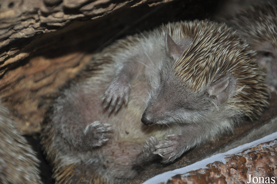 Randers Regnskov Tropical Zoo