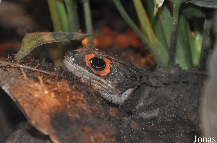 Randers Regnskov Tropical Zoo