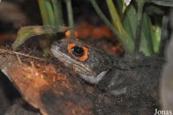Randers Regnskov Tropical Zoo