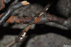 Aplopeltura boa
