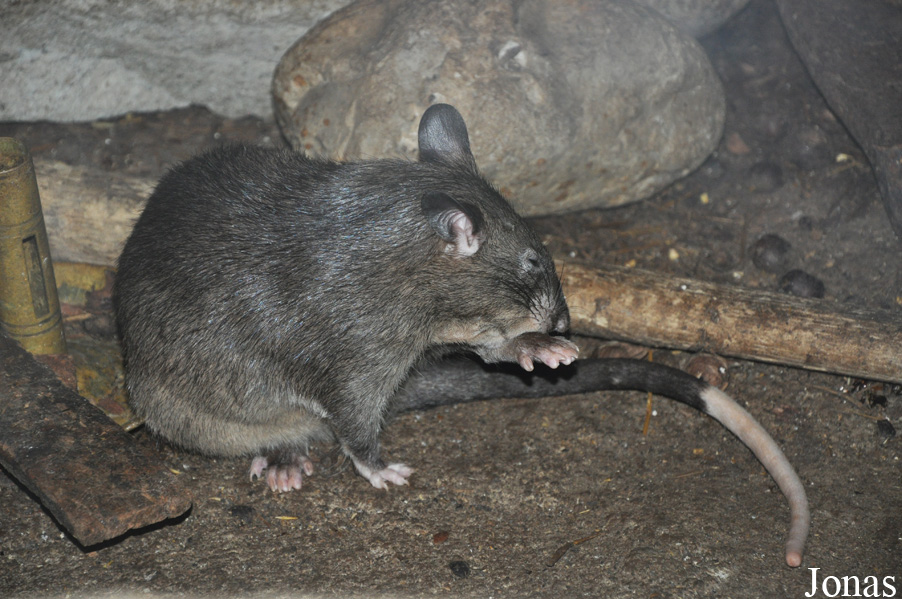 Randers Regnskov Tropical Zoo