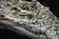 Randers Regnskov Tropical Zoo