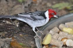 Paroaria dominicana