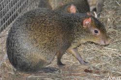 Hobro Mini Zoo