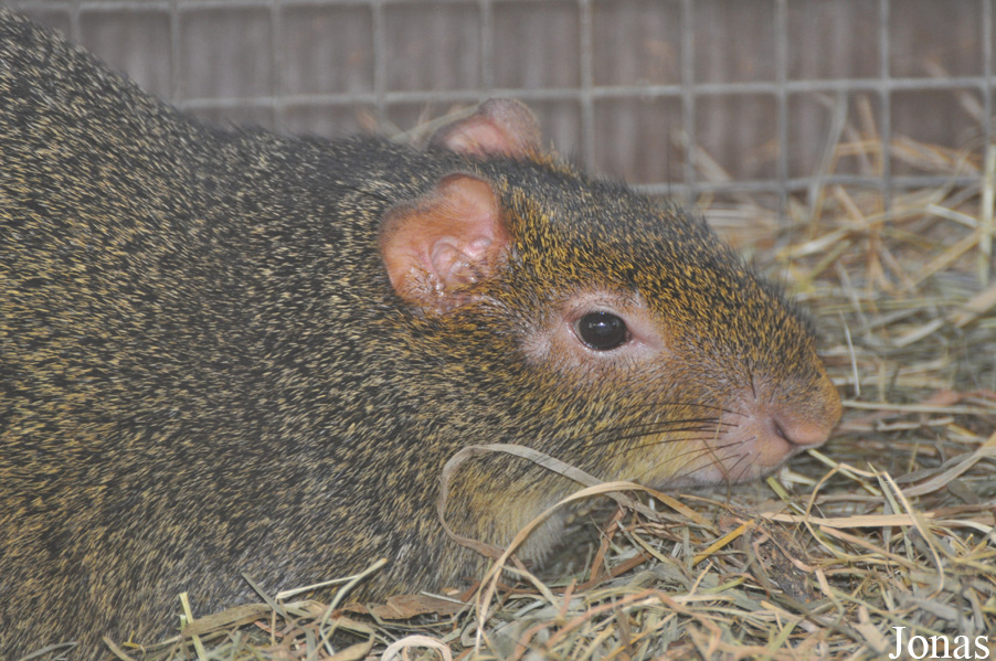 Hobro Mini Zoo