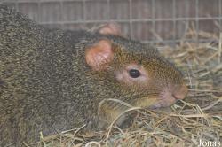 Hobro Mini Zoo