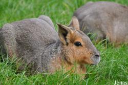 Hobro Mini Zoo