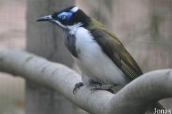 Meliphagidae