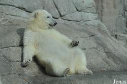 Aalborg Zoo