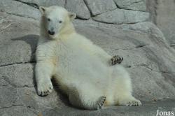 Aalborg Zoo