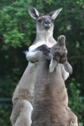 Aalborg Zoo