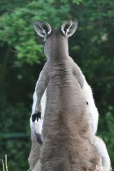 Aalborg Zoo