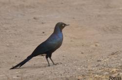 Lamprotornis purpuroptera